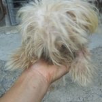 [긴급!!]유기견을 개장수에게 팔아넘기는 나주시청...  민원제기해주세요...