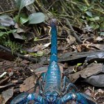 신비하고 희귀한 동물들 3탄