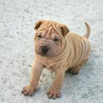 빅뱅과 함께! g마켓 상품평 공모!1등 500만원!