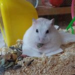 이렇게큰햄스터봄???ㅋㅋㅋ내가햄스터하난잘키웠음ㅎㅎㅎ