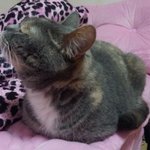 [김괭] 김고양이 세번째