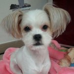 ★☆★☆사진多))귀요븜 보장!!! 엄청나게 귀요븐 똘망똘망이★☆★☆