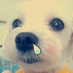 강아지로 눈호강하고가요 이렇게 이쁘기 있기없기