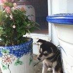 * 마지막 화 * 네눈박이 진돗개 5남매 이야기 ~10탄!!!!...