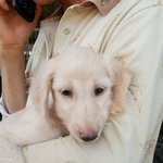 ★★아프간 하운드 <b>버들</b>이를 소개합니다★★