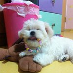 [못생긴개님2탄] ♥ 사고뭉치 쫄라라라랑 쫄랑이와 함께한 일년 ♥