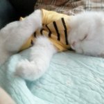 잠귀신이 붙은 울집고양이 밍구를 소개합니당♬ 2탄