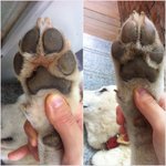 [8탄]사람인지 개인지 헷갈리는 똥꼬발랄우리집멍멍2들을 소개합니당:-)