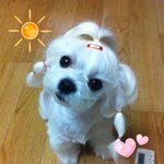 ♥ 7탄 ♥ 솜이와 아가들 [귀욤주의]
