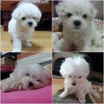 <b>부천</b> 송* 애견샵, 강아지 생명가지고 장난치지 마세요.