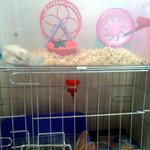 렉스토끼 콩이를 소개합니다~!~!~!2