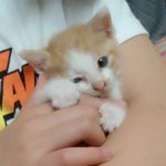 ★★★★★안보면 후회 할 몸짱+애교만점냥이♥★★★★★★