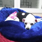 우리집 이슬이를 소개할께<b>욤</b>☞☜♥