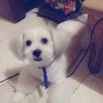 ♥시<b>츄</b>인지 말티즈인지 헷갈려...♥[有사진]