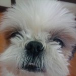 ♥강원도 태백사는 13살 시츄 순둥이♥ !!!
