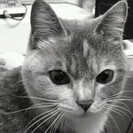 [김괭] 김고양이 네번째