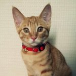 [스압주의/귀여움주의] 우리집 업둥이 <b>제이슨</b>.