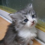 [스압주의,동영상추가]점점 사람같아지는 저희 고양이 딸기를 소개해요...