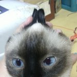 ☞<b>레오</b>와애플성장기2☜