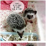 가시마저 사랑스런 도치들 소개해요~!