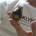 방금 집 앞에 힘없이 앉아있는 <b>새들</b> 데리고 왔어요.