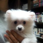 !!!♥완전 깜찍 <b>포</b><b>메</b> 제제 이야기♥!!!