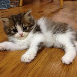 60일 냥이 <b>티니</b>를 소개합니다~!