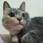 [김괭] 김고양이 <b>다섯</b>번째