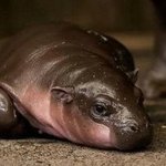 신비하고 희귀한 <b>동물</b>들 4탄