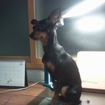 ☆★☆★미니핀 꼼을소개합니다!☆★☆★