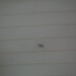 꼭보세요!))팽귄<b>백도</b> 조심해서드세요!