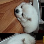 ★5개월차 접어든 스피츠 우리로이 소개해요~~★