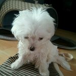 베톡이었던,잔인한애견샵에실태(삭제되어서다시올립니다)