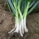 ✿ 여기있는거다<b>꽁짜</b>팝니다 ✿