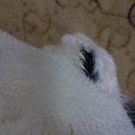 분해서 살수가 없습니다.병원 때메 죽은 토끼 <b>이오</b>