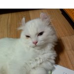 잠귀신이 붙은 <b>울</b><b>집</b>고양이 밍구를 소개합니당 ♬3탄