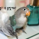 사람을 정말 좋아하는 나의 애<b>완조</b> 사랑이 이야기