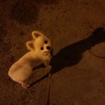 한글이  [20탄!!!]