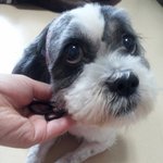 ★★★★★★★★강아지를 잃어버렸어요 도와주세요★★★★★★★★★