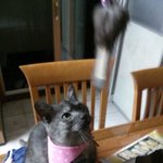 죄송합니다 꼭봐주세요 길고양이였던 우리<b>미야</b> ㅜㅜ