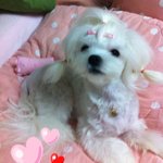 ♥ 8탄 ♥ 솜이와 아가들 [동영상]