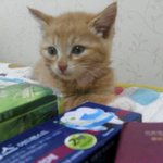 저희집 기욤폭발 개냥이 귤이를 소개합니다!.