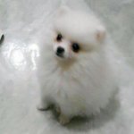 아픈사람도 일으키는 화이트포메 구름양 -제2탄-