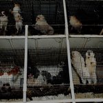 애견센터-분양받는 강아지들의 가려진 뒷이야기