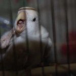 까칠한 앵무새와 순둥이 말티즈의 <b>발칙</b>한 동거