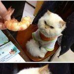 <b>새우</b>가 싫었던 고양이