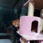 [3탄]한국고양이의 매력을 보여주마~