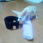 <b>사막</b>여우 돌잔치 ㅋㅋㅋ