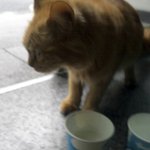 동물 버릴꺼면 제발 키우지마세요