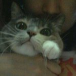 [김괭] 김고양이 여섯번째